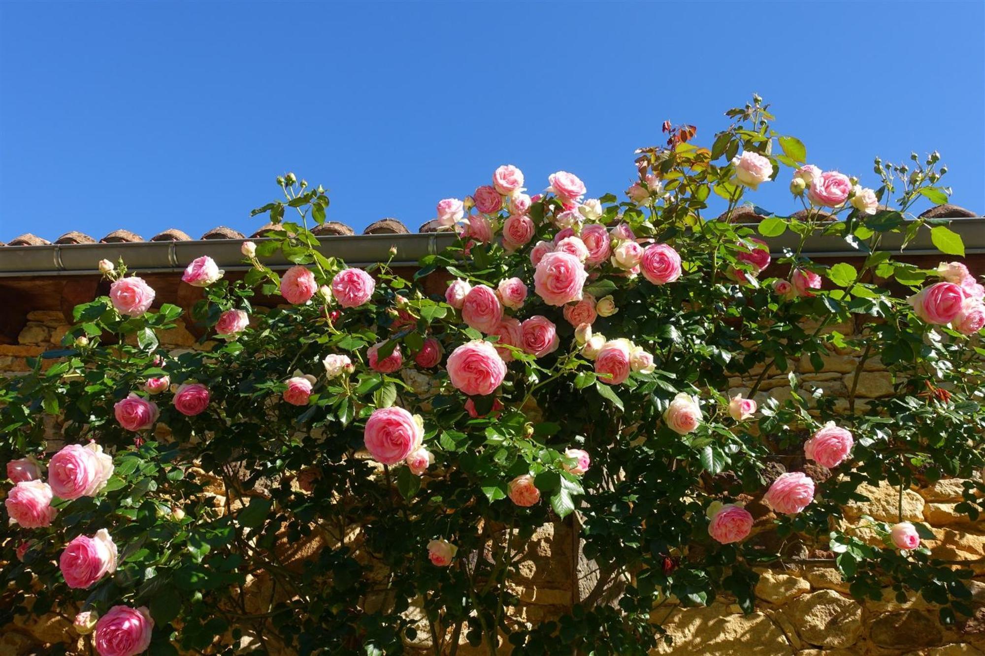 Domaine De Cournet Haut, A 17Th Century Property Set On A Calm, Idyllic Domain With Pool, Tennis, Bikes And More Les Vauries Zewnętrze zdjęcie